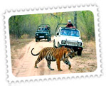 India Wildlife Tour Package