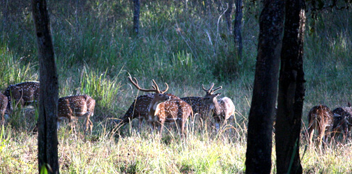 Begur Wildlife Sanctuary Wayanad