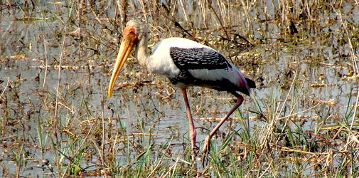 Bharatpur Bird Sanctuary