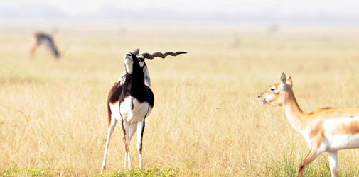 Blackbuck National Park Bhavnagar