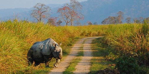 Kaziranga National Park