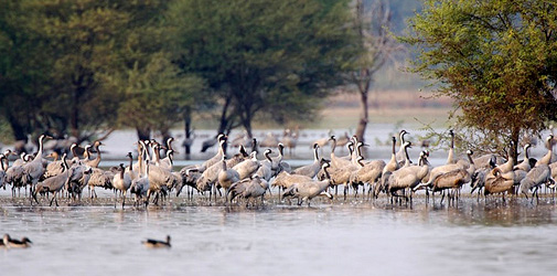 Little Rann of Kutch