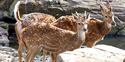 Ranthambore National Park